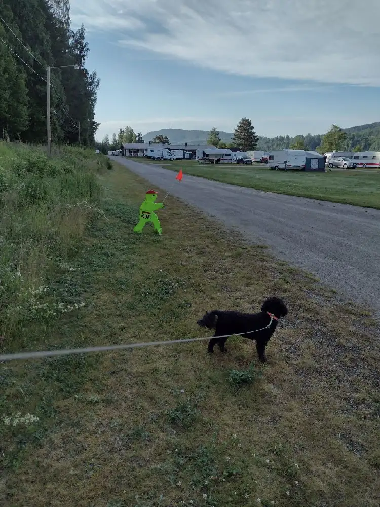 En hund i koppel promenerar med en person i ett naturområde, vilket skapar en känsla av friluftsliv och fritidsaktiviteter som kan upplevas på Kävsta camping.