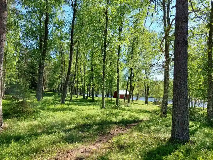 En grönskande naturomgivning med träd och frodig vegetation, med inslag av gräs och lövträd, representerande Vallens turism & fritid.
