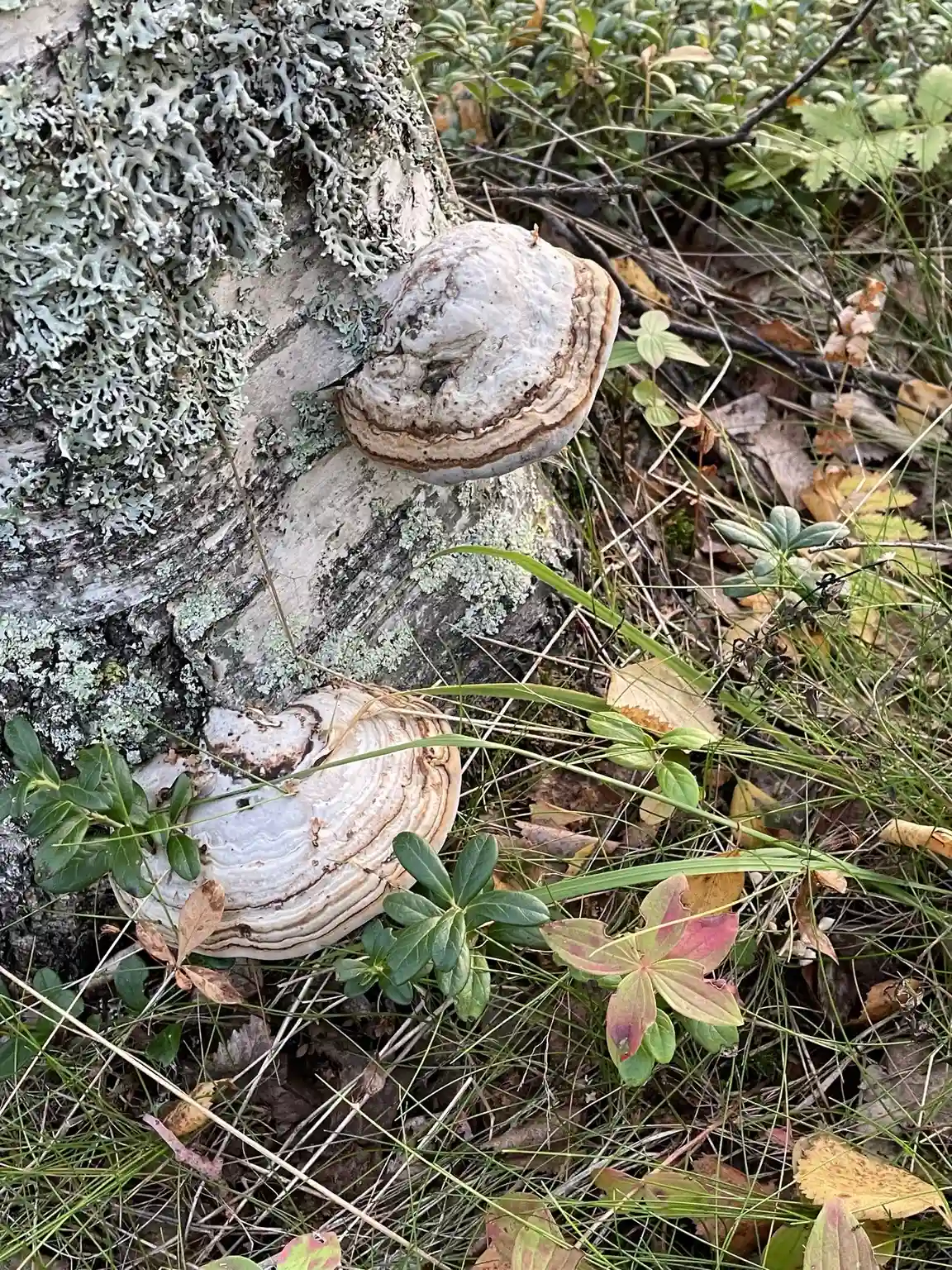 En närbild av flera svampar, troligen tickor, som växer på en trädstam i en skogsmiljö. Svamparnas organiska former och jordnära färger harmoniserar med omgivningens naturliga miljö.