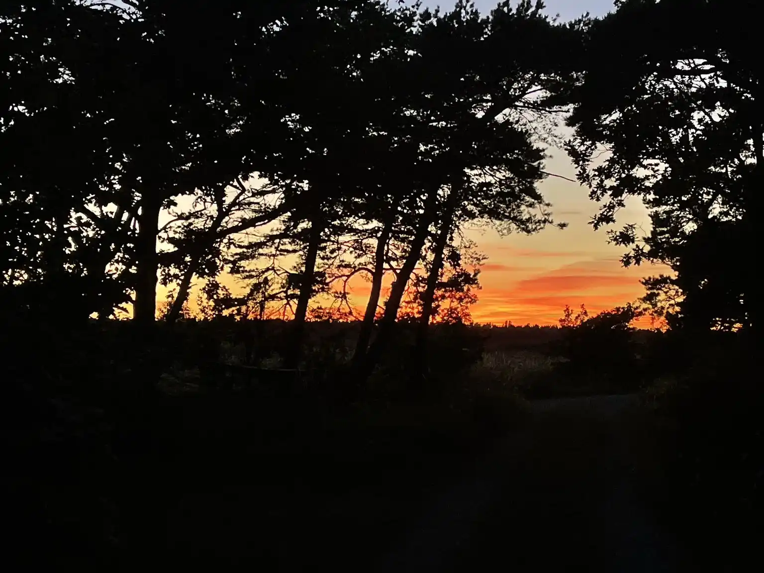 En solnedgång över Fide Äventyrsby & Camping, med silhuetter av trädgrenar och löv mot en guldfärgad himmel.