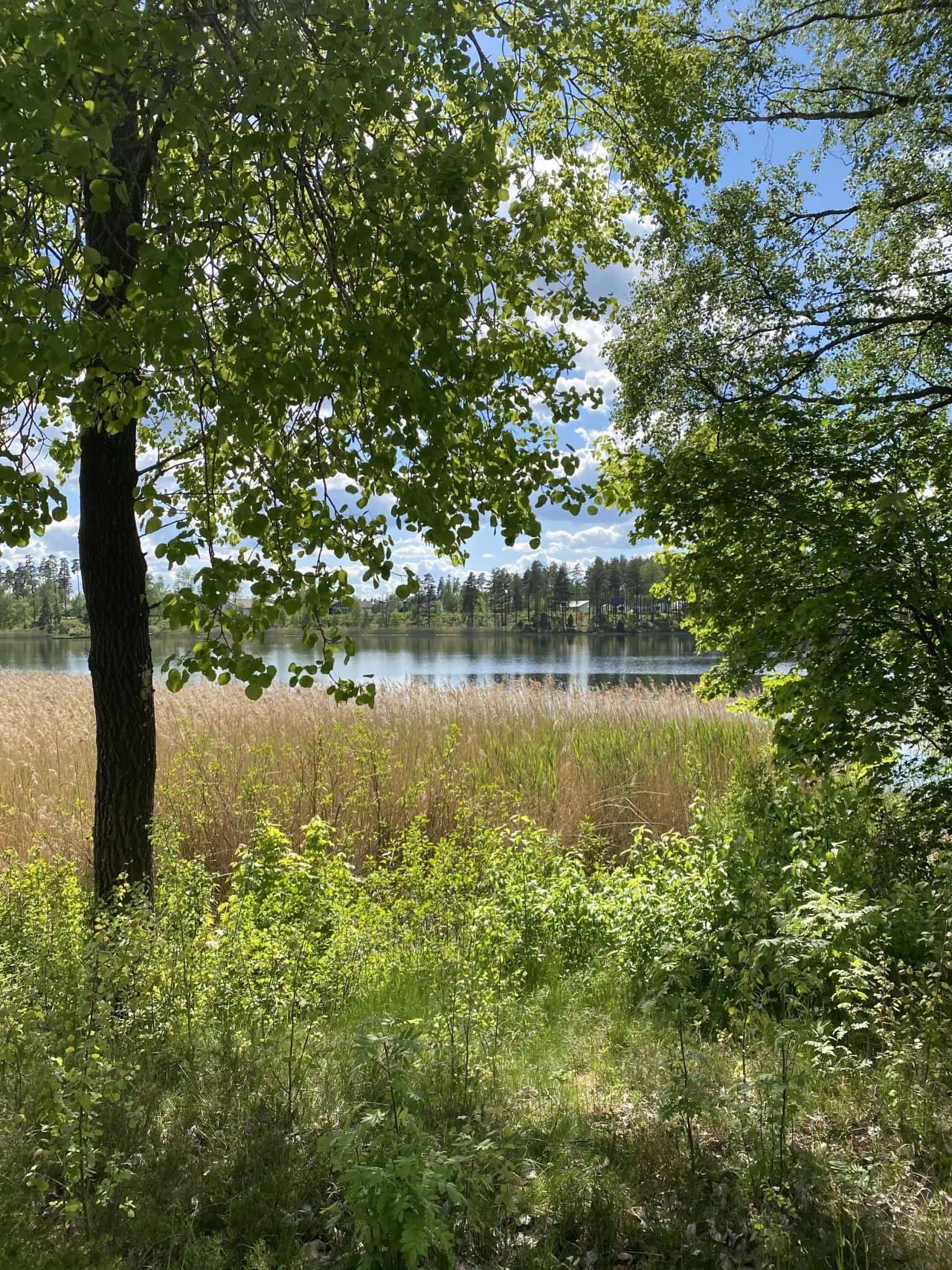 Bild av hjortsjöns camping, med frodig grönska och somrig natur. Gräs och lövverk skapar en naturskön miljö vid campingen.