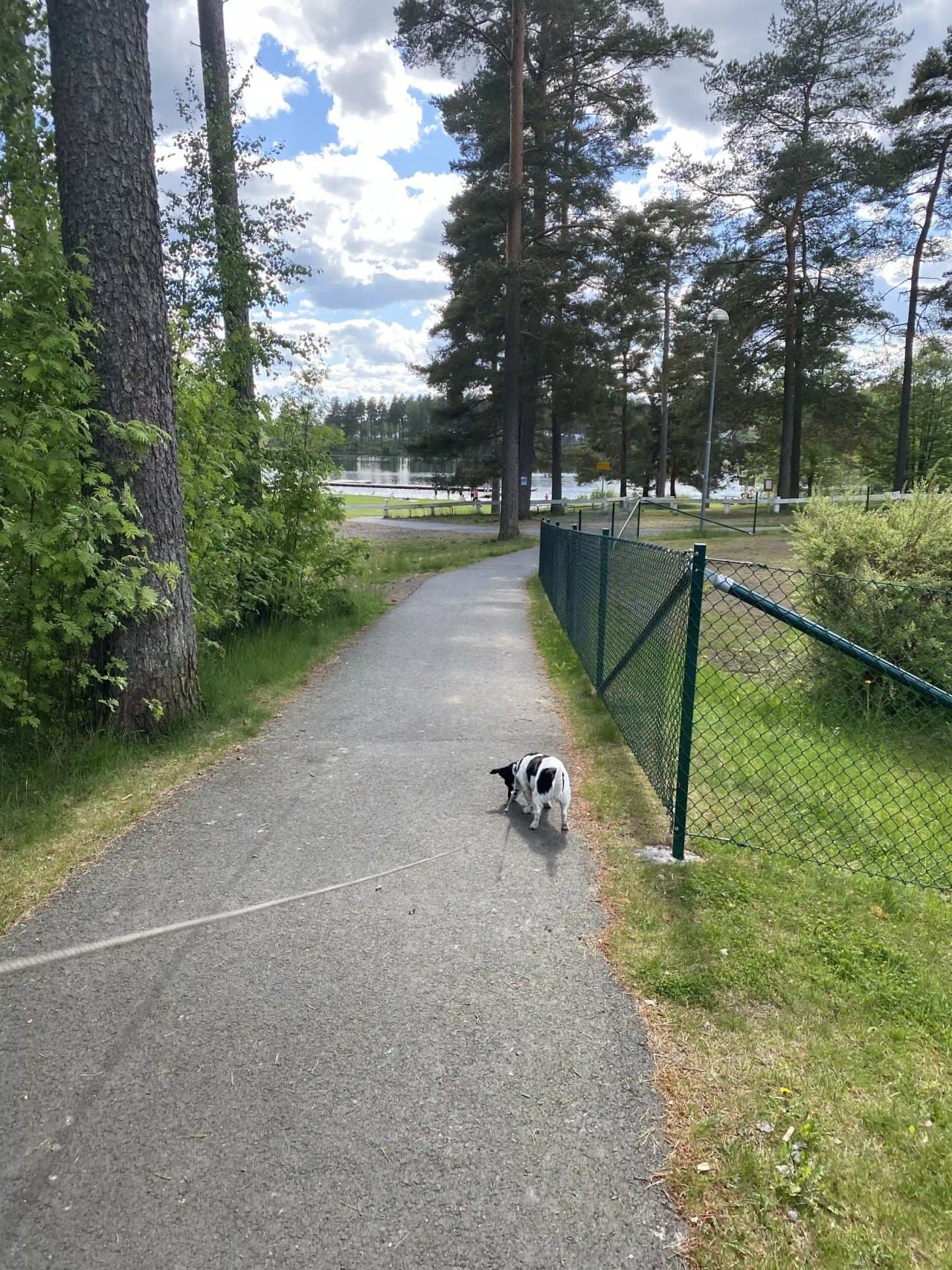 En hund på promenad i en park vid Hjortsjöns camping, kopplad i ett koppel och omgiven av grönska och ett staket i bakgrunden.