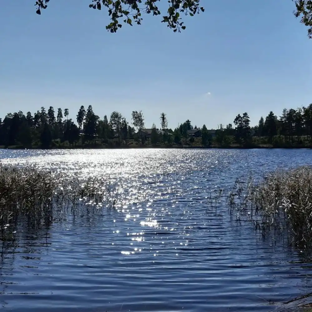 En lugn sjö med klart blått vatten omgiven av grönskande träd och naturlig vegetation vid Hjortsjöns camping.