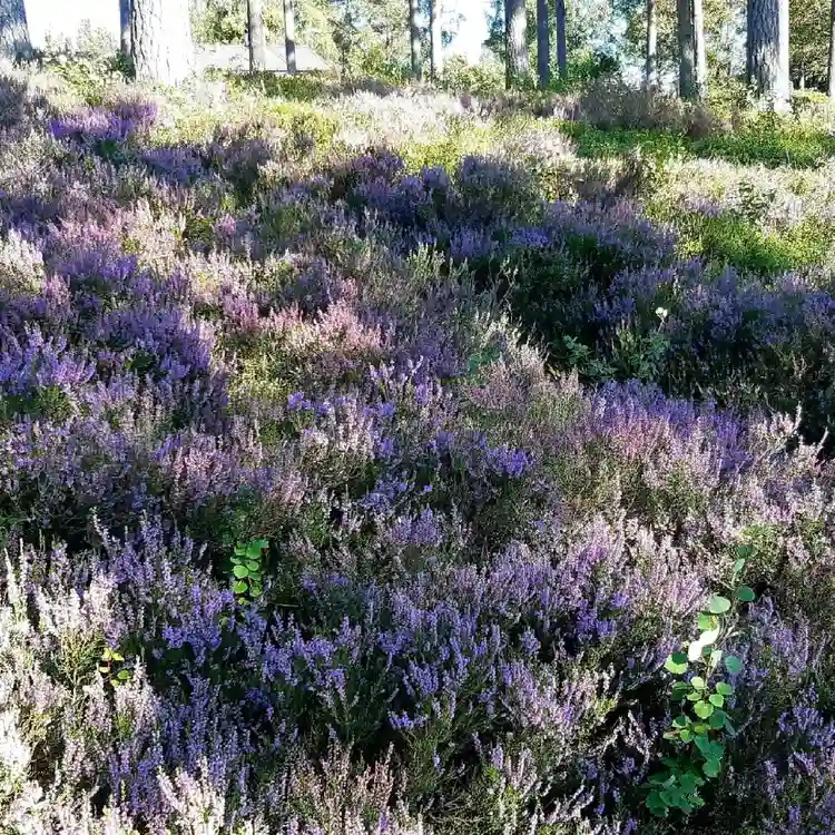 En vacker vy vid Hjortsjöns camping med blomstrande växter i förgrunden, där lila blommor och frodig växtlighet skapar en färgglad och naturlig atmosfär.