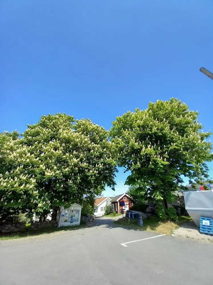 En sportbil står parkerad bredvid en buske vid Fjällbacka camping, delvis i skugga.