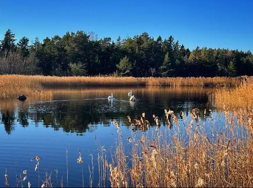 En stilla vattenyta omgiven av vass och gräsmarker på ängskärs havscamping, med träd återspeglade i vattnet under en klar himmel.