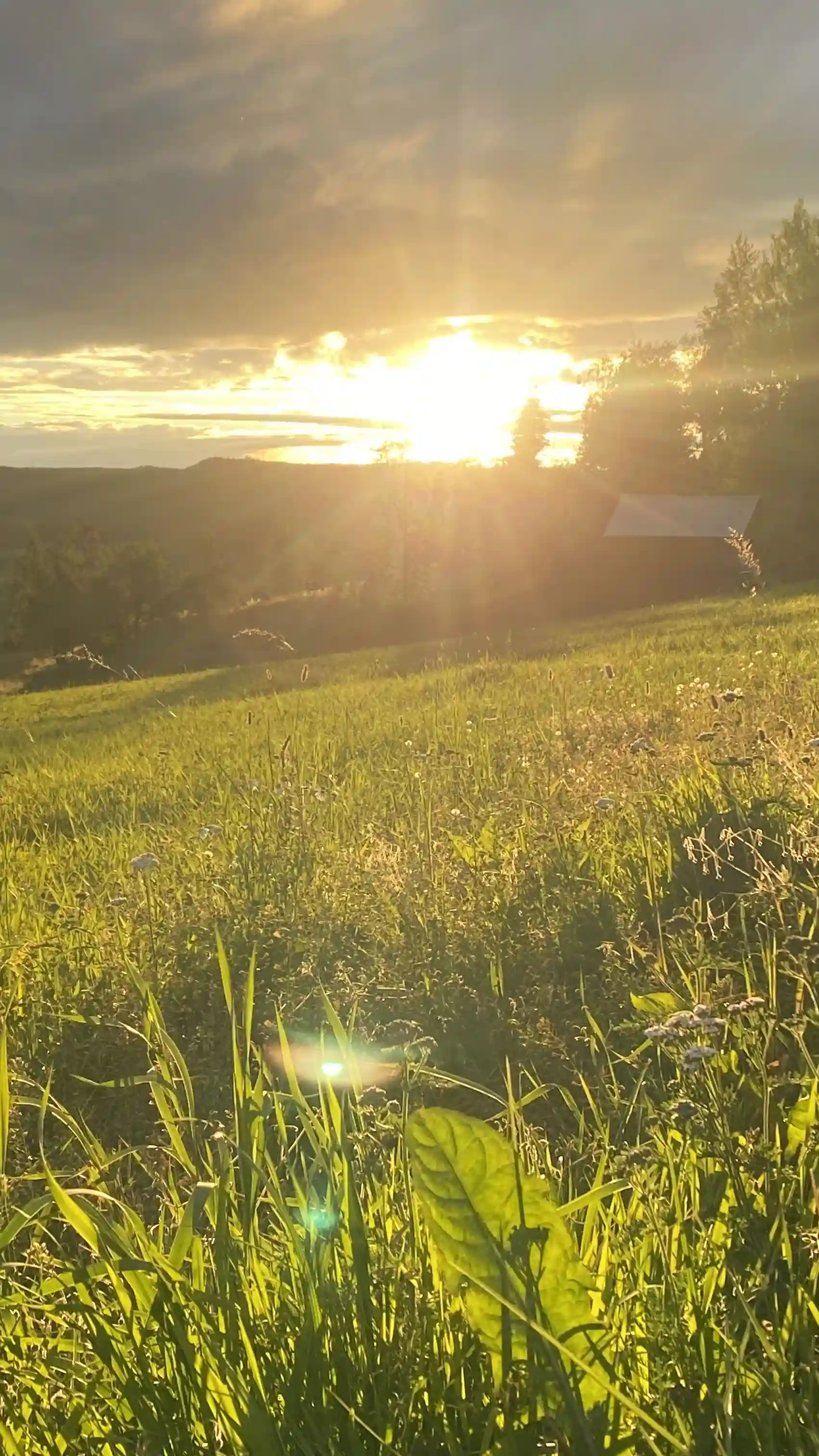En solig sommardag vid Kvarnsjö Camp, med grön gräsmatta och öppna ängar badande i gult solljus vid soluppgången.