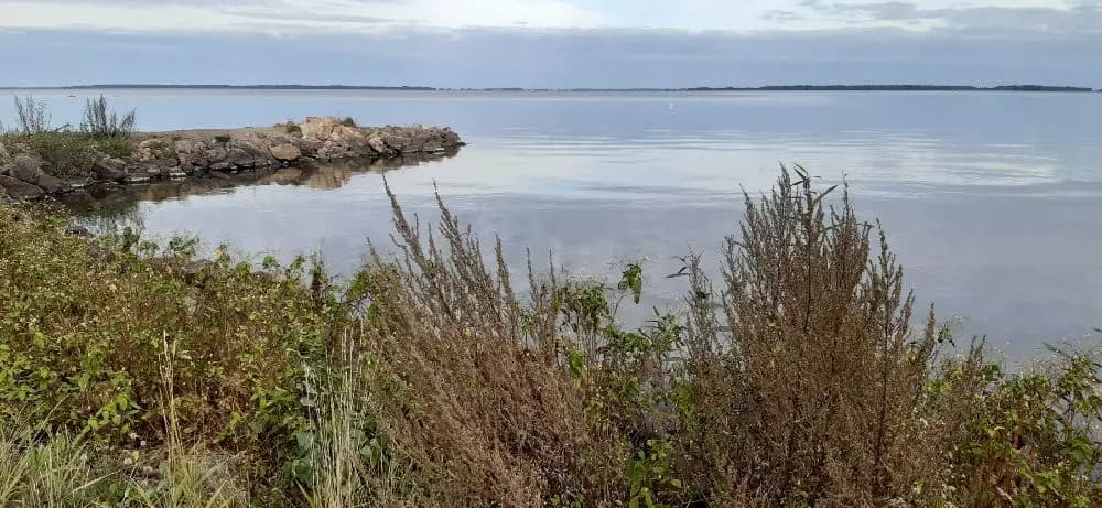En vidsträckt vy över Hjälmaren med klarblå himmel, strand och vatten vid Hjälmargården & Läppe Camping.