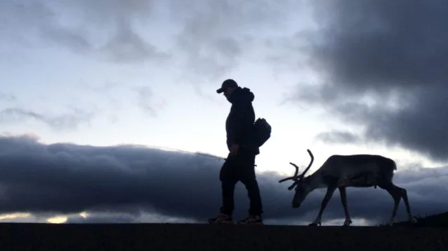 En silhuett av ett hjortdjur med horn vid Rörvattnets Fiskecamp i en naturskön omgivning.