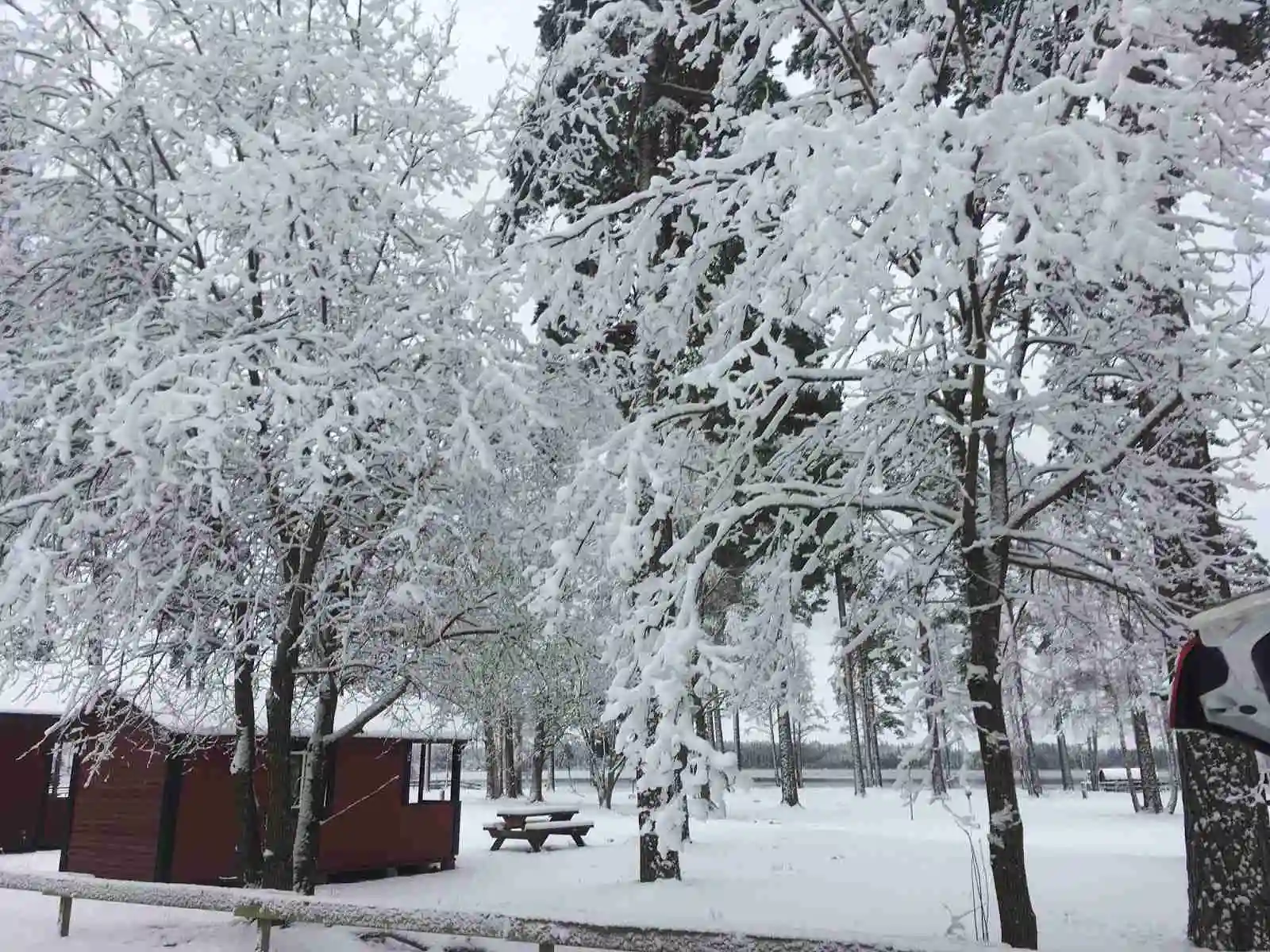 En snötäckt skogsmiljö vid Norraryds camping med trädstammar, snötäckta grenar och en lätt sluttande terräng, som ger en känsla av vinterlandskap.