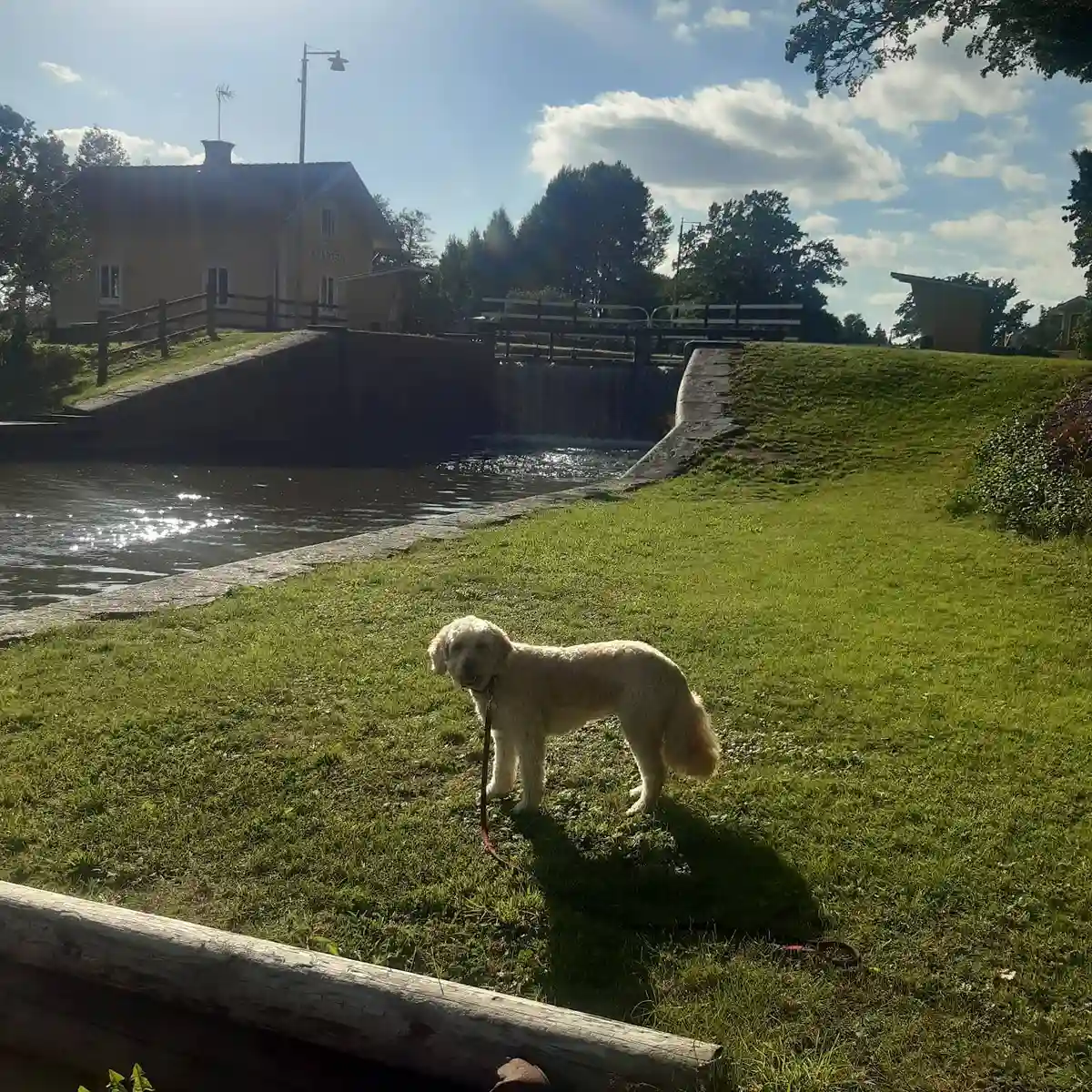 En Labrador retriever står innanför ett staket på Brådtom Lock Campground, med grönskande parkmiljö i bakgrunden.