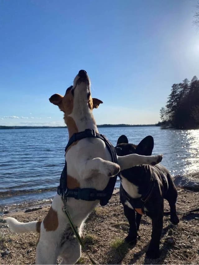 En hund i koppel på campingområdet vid Revelbadets camping.