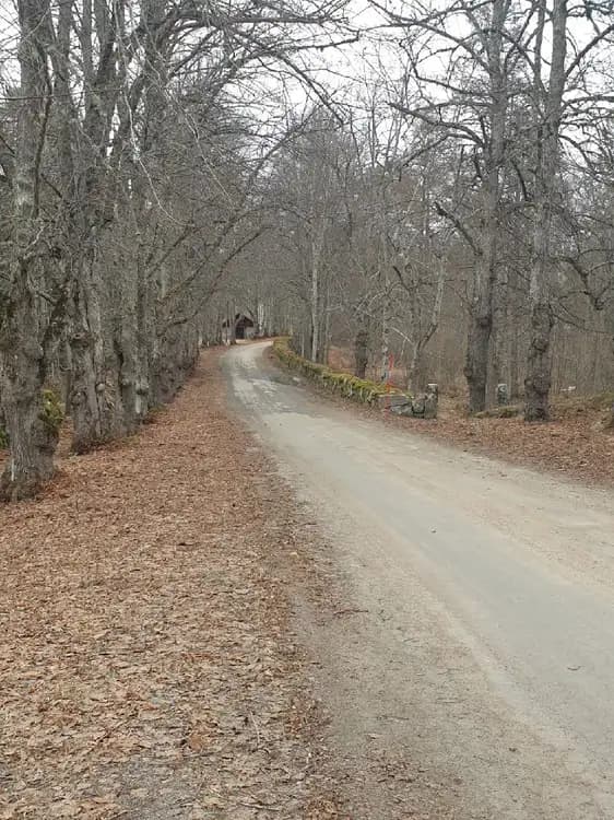 En grusväg slingrar sig genom en skog med träd vars grenar sträcker sig över vägen. Löv täcker delar av marken och solen silar genom trädkronorna.