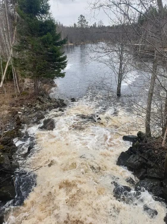 En naturskön vy vid Kungsgården Långvind, med en porlande bäck som slingrar sig genom en grönskande skogslandskap, omgiven av frodiga grenar och växtlighet.