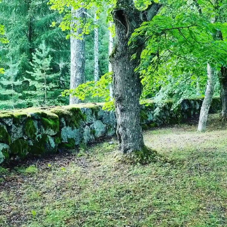 En lummig skogsmiljö vid Kungsgården Långvind med tätt grönskande växtlighet, stora trädstammar och frodig markvegetation.