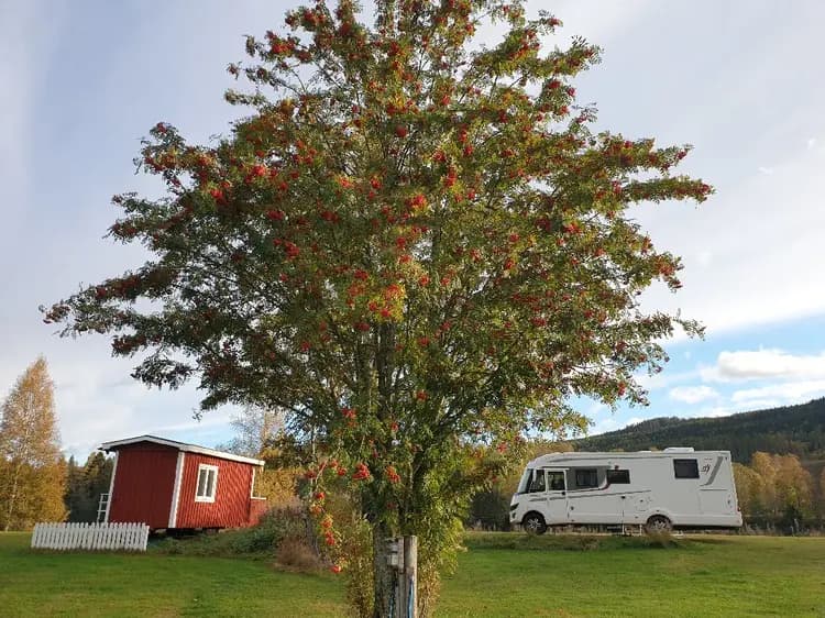 Björkar vid Björkebo camping med bärträd och äppelträd i bakgrunden.