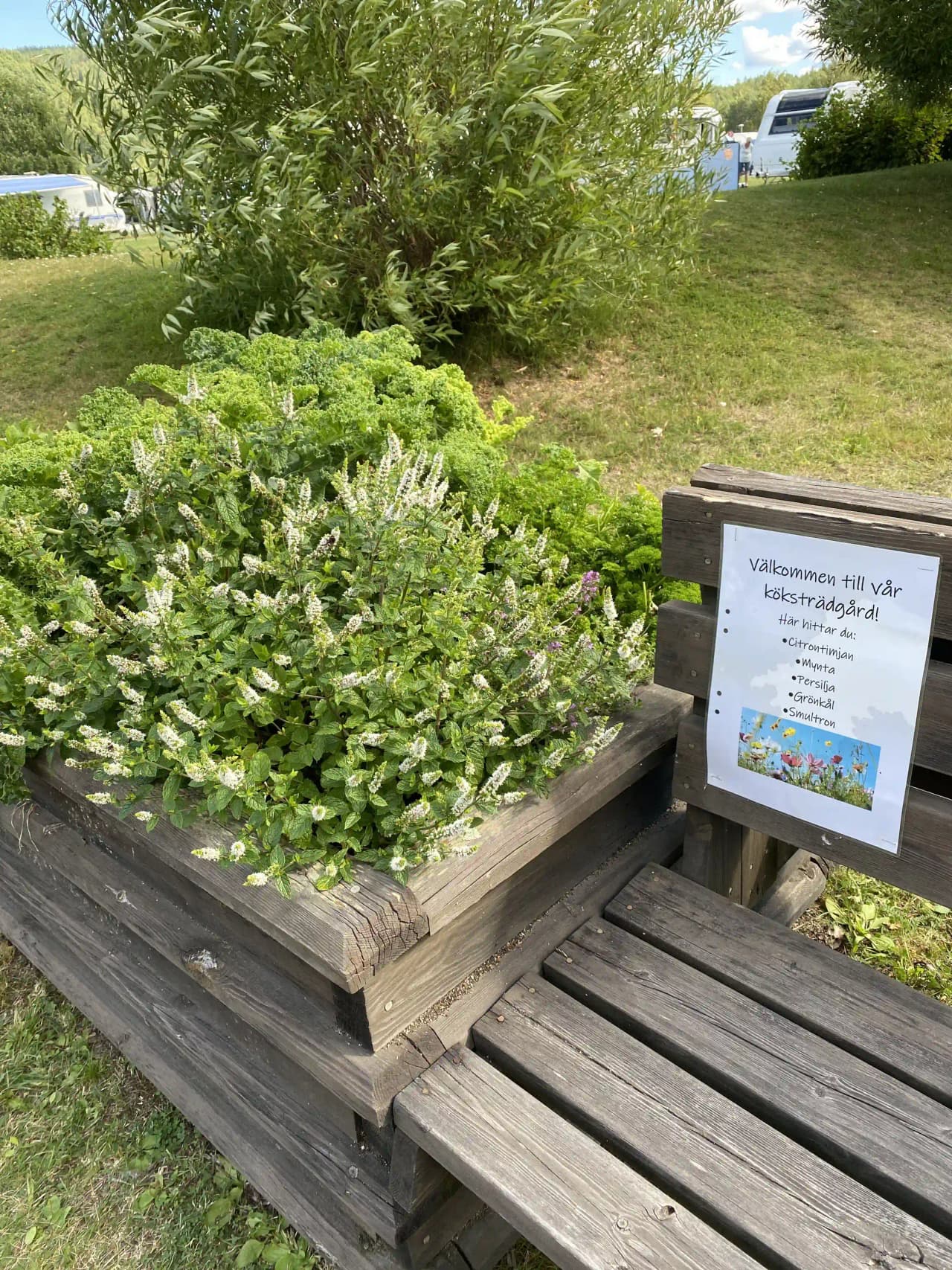 En lummig campingplats i Sollefteå med buskage och trädgårdsväxter. En bänk placerad på en grönskande yta omgiven av fleråriga växter och örter.