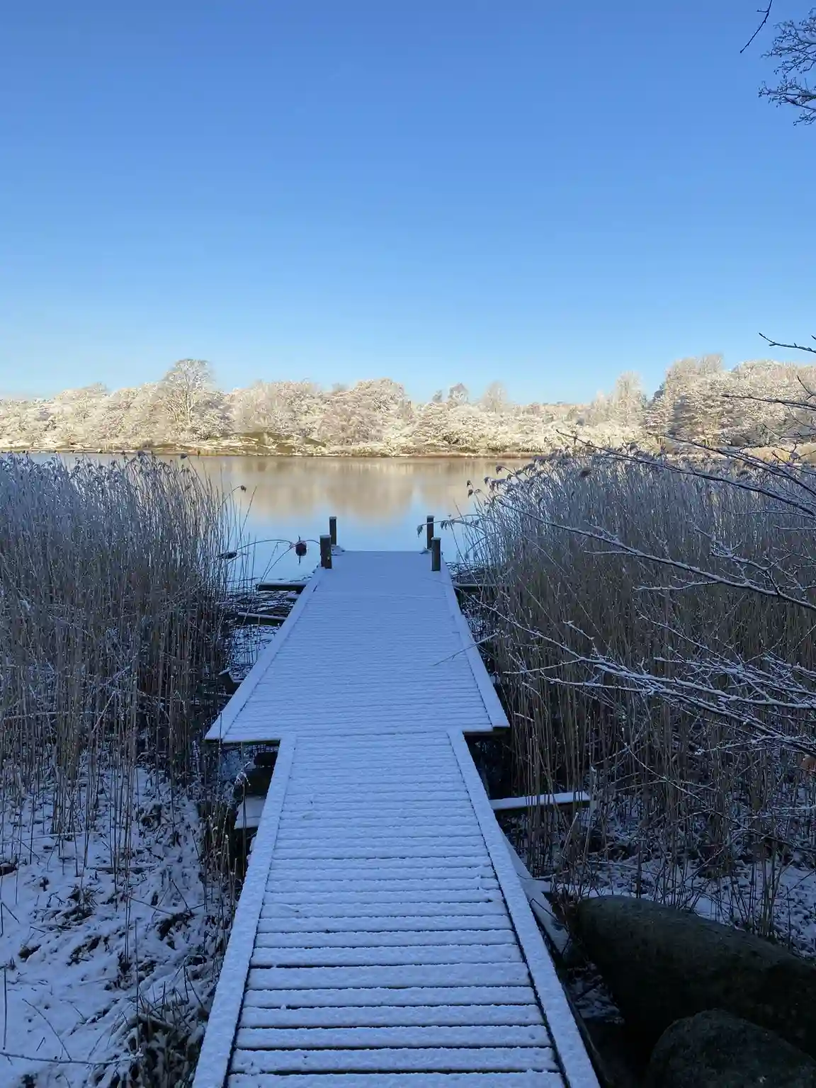 En snötäckt brygga vid en stilla sjö omgiven av snötäckta trädgrenar under en klar vinterhimmel på Järnaviks camping.