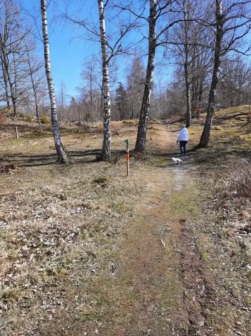 En stig slingrar sig genom en skog vid Järnaviks camping, omgiven av trädstammar och täta grenar som skapar en naturskön och äventyrlig omgivning.