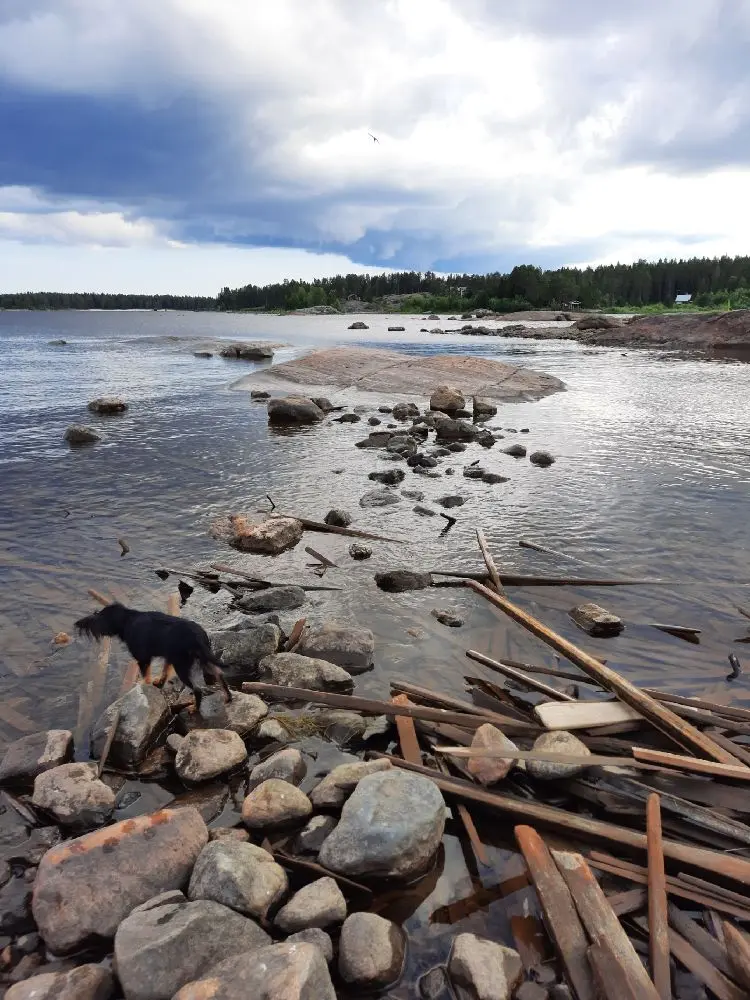 En kustlinje vid Sikeå Havscamping med klippor längs stranden och stilla vatten under en molnig himmel.