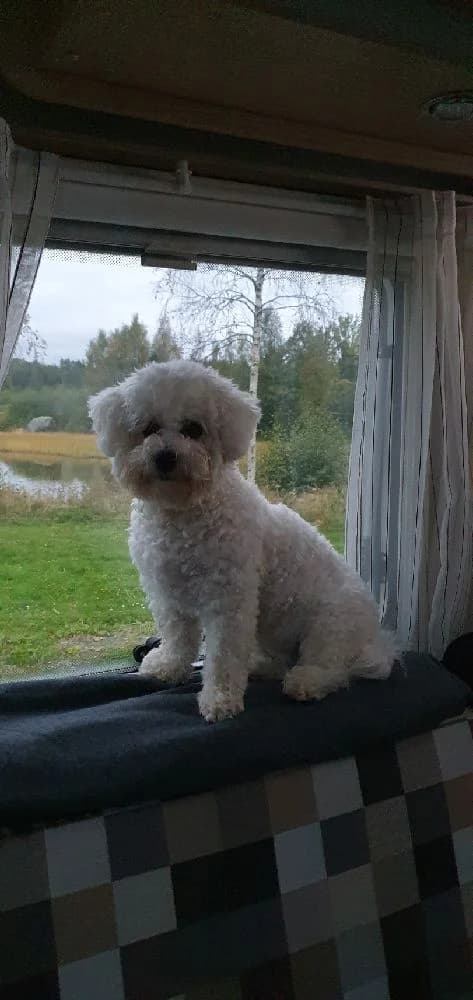 En söt valp av Bichon Frise rasen sitter på gräset vid Sikeå Havscamping, omgiven av naturskön miljö. Valpen ser nyfiket in i kameran.