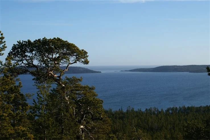 En naturskön kustbild vid Gullviks Havsbad Camping & Stugby, där ett blått hav möter grönskande växtlighet längs kusten.