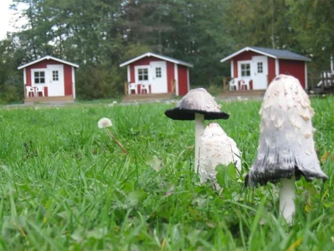 En grönskande campingplats med gräsbevuxet område där svampar växer, omgiven av äng och trädgårdsmiljö vid Kapellskärs camping.