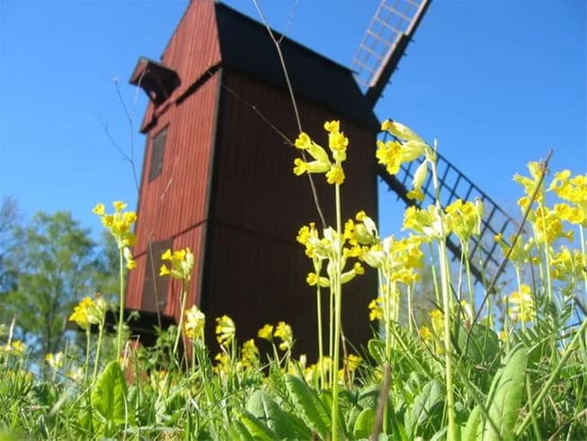 En gul väderkvarn står på en äng med vildblommor och solrosor vid Kapellskärs camping.