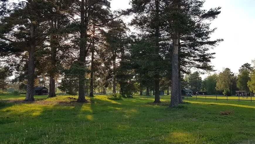 En grönskande campingplats på Nås med träd, gräs och öppet landskap i en naturlig miljö.