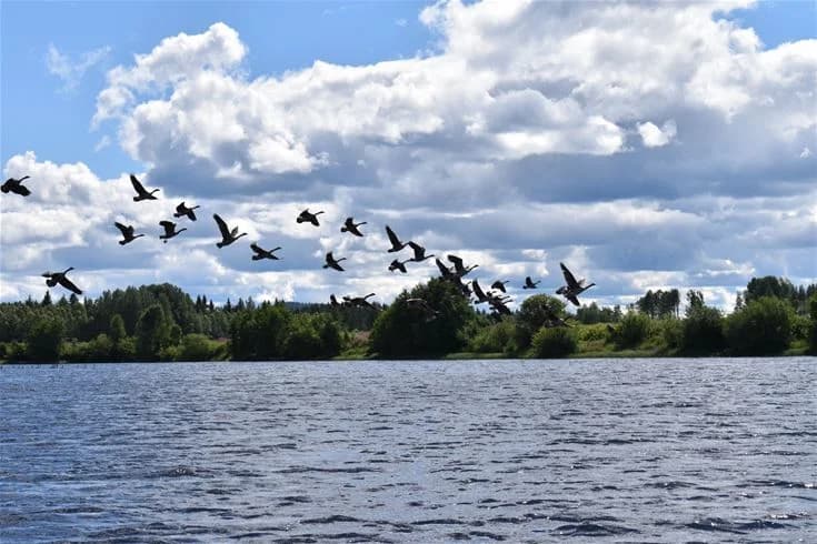 Fågelflock i flykt över en sjö med molnig himmel i bakgrunden vid Nås camping.