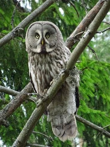 En slaguggla sitter på en gren i närbild, med skarp blick och utbredda vingar, omgiven av skogens naturliga miljö.