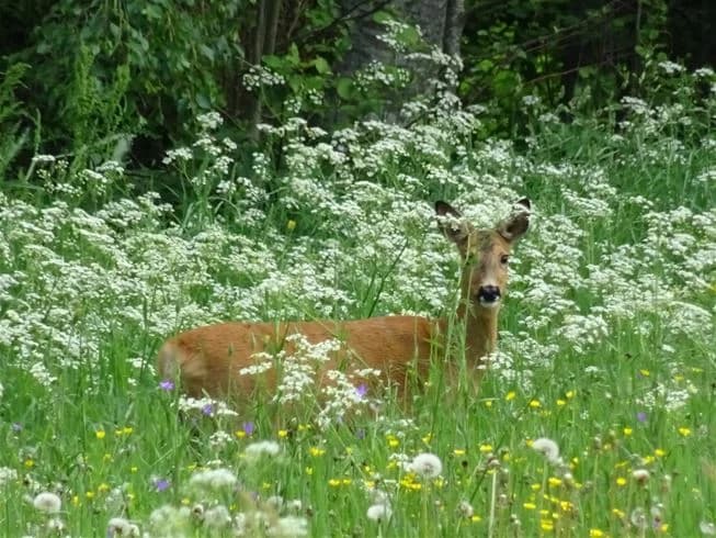 En hjort betar på en grön äng omgiven av vilda blommor och frodig vegetation vid Nås camping.
