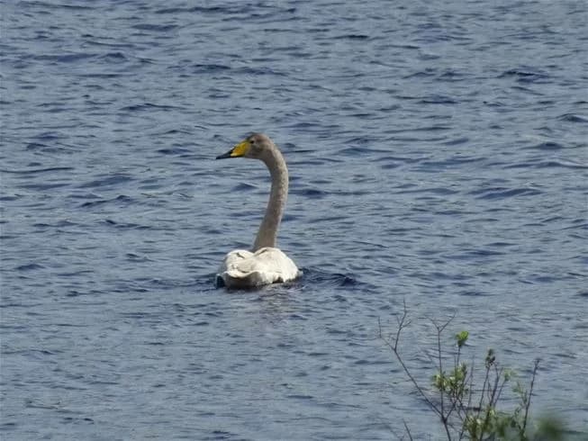 En grupp fåglar, inklusive änder och svanar, simmar lugnt i en klar sjö omgiven av naturskön miljö på Nås camping.