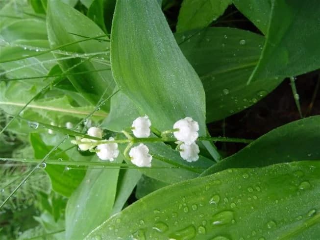 Bild på ett blommande landskap vid Nås camping, med gröna växter och liljekonvaljer i förgrunden. Vegetationen kring platsen ger en naturskön och fridfull atmosfär.