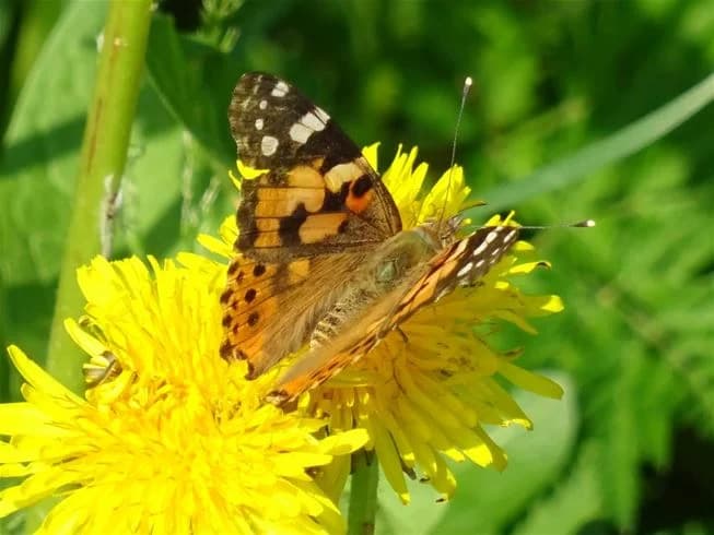 En fjäril pollinerar en gul blomma på Nås camping, omgiven av grönska och sommarblommor.