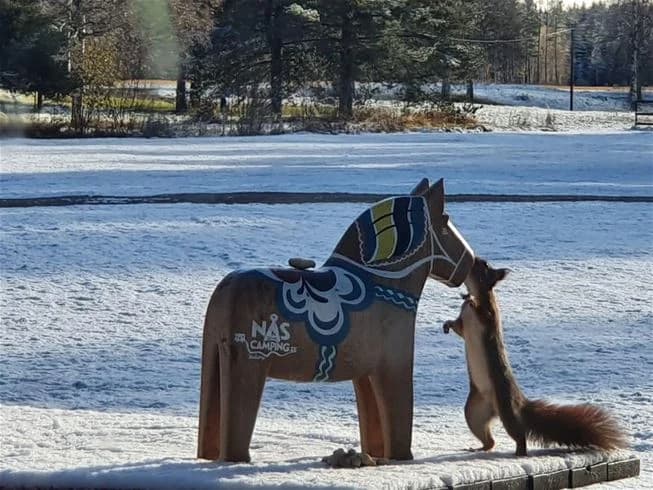 En häst med tjock man står i ett snöigt vinterlandskap på Nås camping. Temperaturerna är under fryspunkten och hästen bär lätt utrustning.