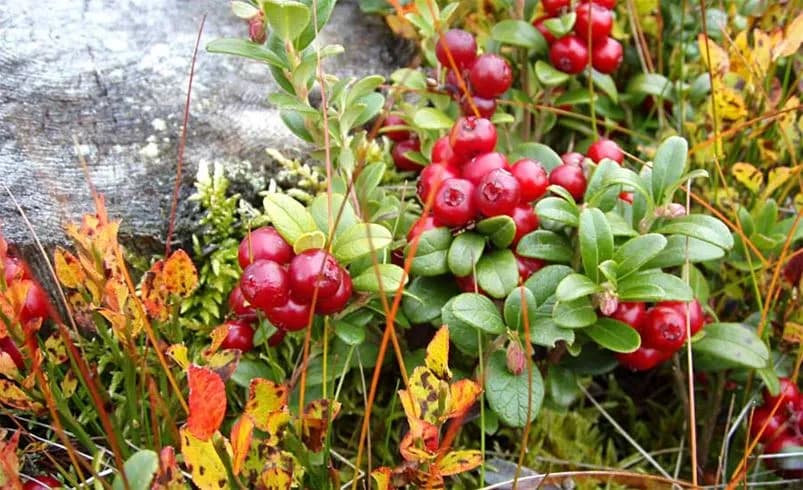 Bild av en mängd färska bär, inklusive lingon och blåbär, som ligger utspridda. Dessa naturliga livsmedel ger en känsla av lokal flora och fauna som kan upplevas vid Älvdalens camping.