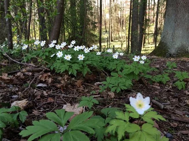 Bild av en blomstrande naturomgivning vid Malmköpings Bad & Camping, med en mängd olika vildblommor och perenner, inklusive anemoner och liljor, omgivna av gröna marktäckande växter.