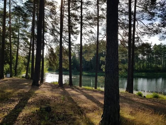 En grön och frodig skogsmiljö vid Vivstavarvstjärns camping, omgiven av höga träd och täta lövverk som skapar en lugn och naturlig atmosfär i vildmarken.