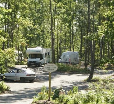 En lummig skog vid Läckö Strand Camping med höga träd och tät vegetation, ett parkeringområde skymtar mellan träden.