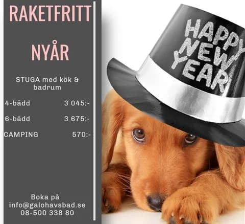 En hund med en hatt står på en strand vid Gålö havsbad. I bakgrunden syns sand och hav.