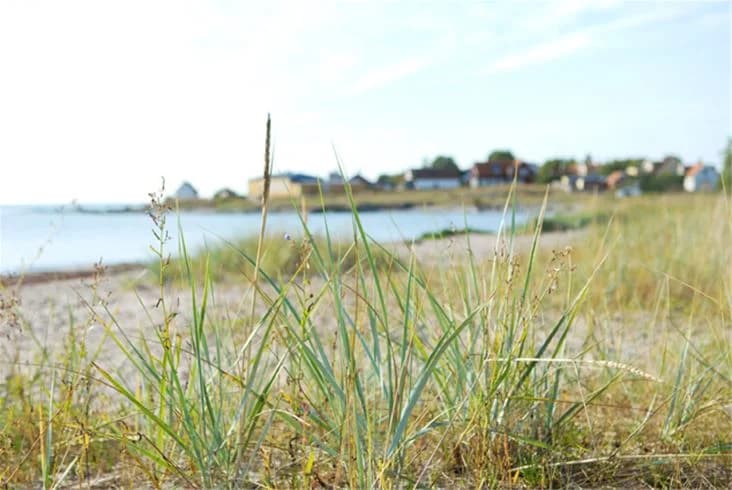En vidsträckt äng med gräs och buskar, omgiven av sanddyner och en lätt bris som sveper över landskapet, vilket ger en känsla av fridfullhet och naturlig skönhet vid Ljugarns semesterby & camping.