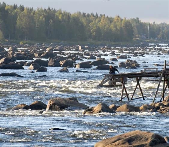 Vy över Kukkolaforsen med forsande vatten över klippiga stränder och stora stenar. Snabbt strömmande vatten och vågor skapar ett dramatiskt landskap vid forsens kant.
