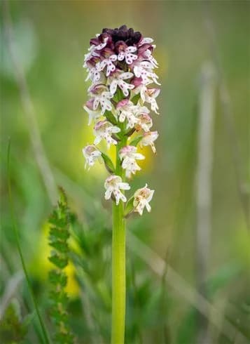 Närbild på en blommande vildblomma vid Stenåsa Stugor & Camping. Blommans gröna stjälk bär orkidéliknande blommor med lila och vita kronblad, omgivna av frisk grönska.