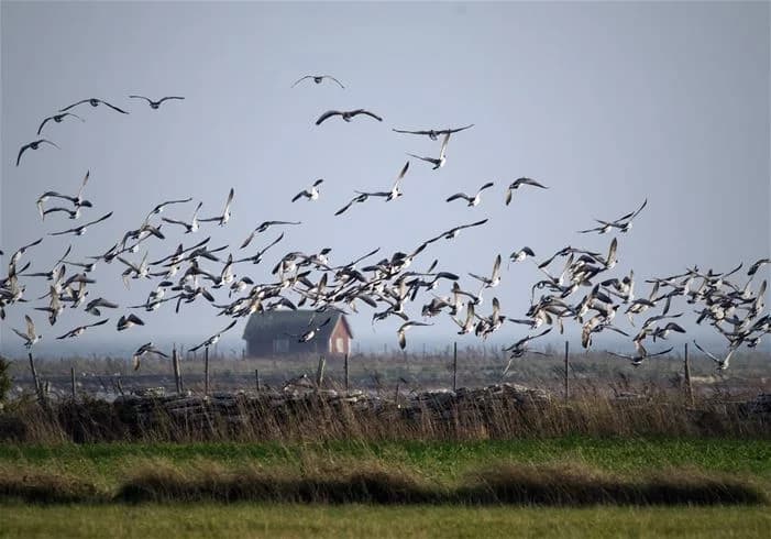 En flock sjöfåglar flyger över en camping nära kusten, vilket fångar känslan av natur och vildliv vid Stenåsa Stugor & Camping.