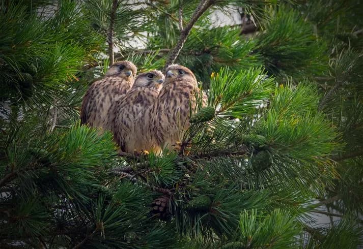 Bild på en rovfågel, troligen en uggla, med fokus på dess fjäderdräkt och böjda näbb. Fågeln ser ut att vara i sitt naturliga habitat, vilket förstärker känslan av vildliv.