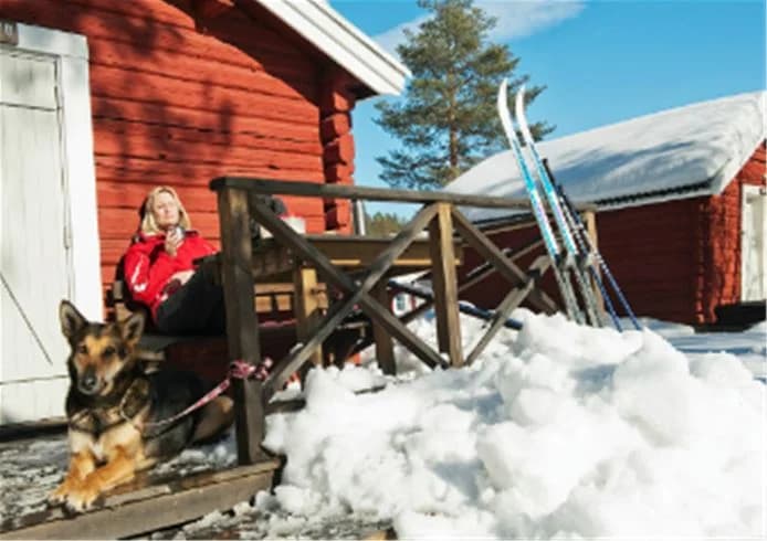 En hund drar en släde genom snölandskapet vid en timmerstuga på Skellefteå Camping, vintertid.