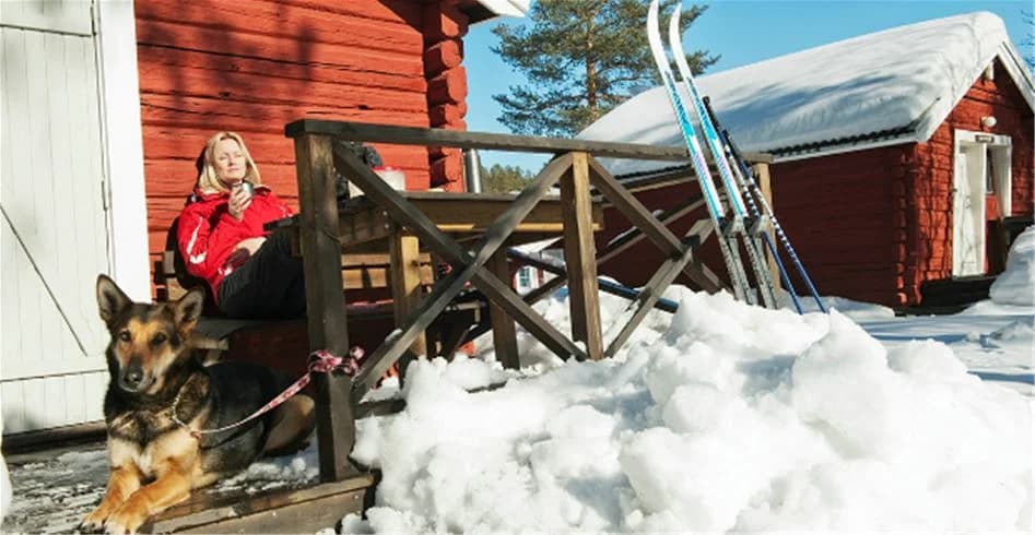 En hund leker i snön vid en timmerstuga på Skellefteå camping under vintern. En släde syns i bakgrunden.