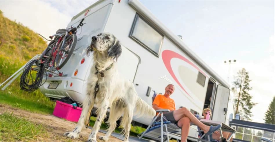 En husvagn står parkerad på Skellefteå camping, med en husky-liknande hund i förgrunden.