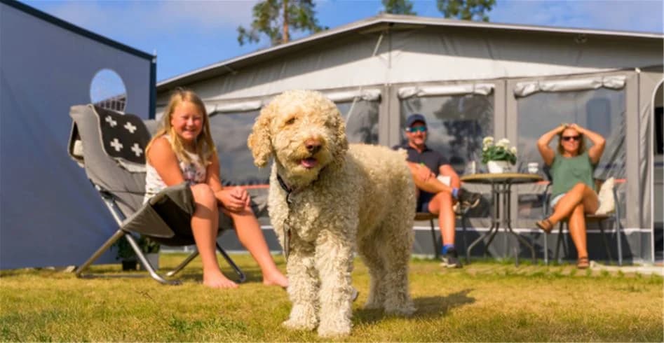 En hund ligger avslappnat på en gräsmatta bredvid en fällstol på Skellefteå camping, vilket skapar en avslappnad och naturnära semesterstämning.